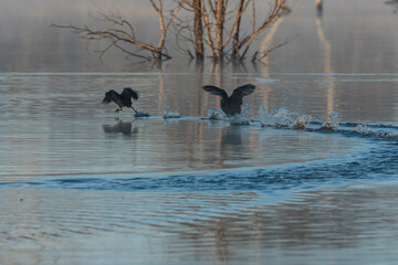Eurasian Coot chasing another one