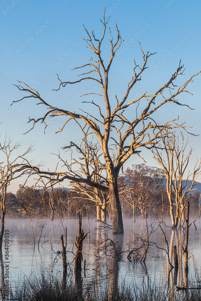 Wall mural Flooded, dead trees in a fog