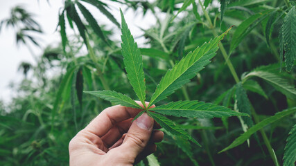 Hanfblatt in der Hand auf der Hanfplantage Industriehanf Feld