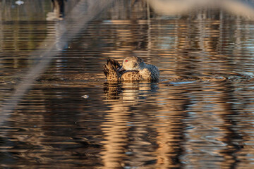 Grey Teal preening