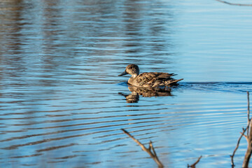 Grey Teal swimming