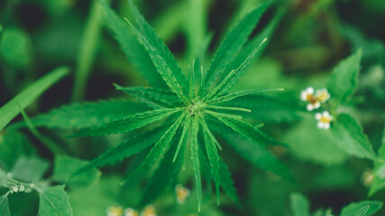 Hanf oder Cannabis Pflanze von oben auf Hanfplantage Industriehanf
