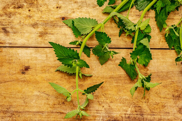 Fresh young Melissa, Balm mint. Traditional ingredient for cooking