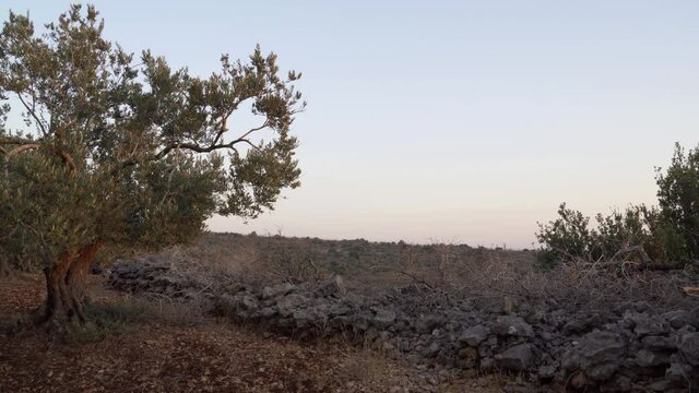 Summer landscape of olive plantations in Samaria, Israel	