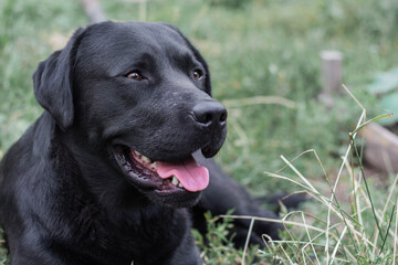 portrait of a black Labrador dog lying on the grass in the garden