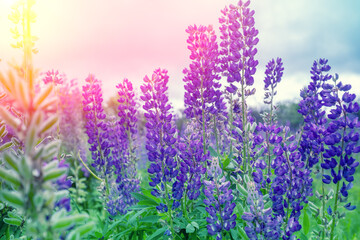 Blooming wild Lupine flowers. Spring flowers nature background