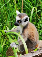 ring tailed lemur