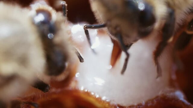 Extreme close-up of worker bees collect floral pollen and convert it into honey. Honeycomb. Beeswax. Apitherapy. Biology. Natural product.