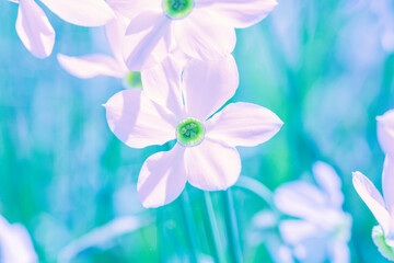 Flowers background. Blooming wild Narcissus plant. Floral spring nature background. Vintage color
