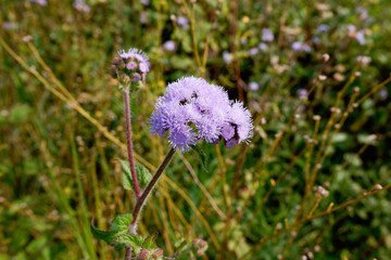 Fototapeta premium Light blue flowers against a background of green plants