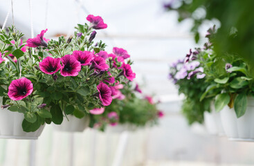 Fototapeta na wymiar Bright pink petunias in greenhouse. Plants in white pots in daylight in interior