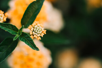 Beautiful closeup Yellow Lantana Camara flower blossom in the garden.