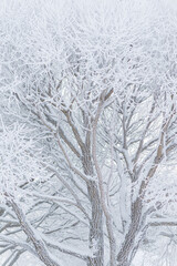 Hoarfrost snow on tree branches at winter