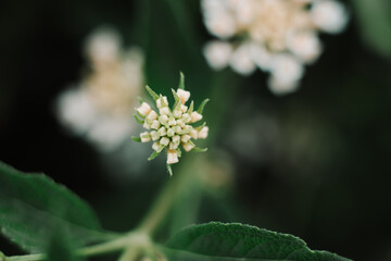 Beautiful closeup Yellow Lantana Camara flower blossom in the garden.