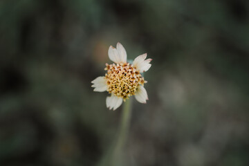 closeup top view and texture of little white flower with blur natural background in a garden. Fresh blooming plant in rural field. Soft focus.