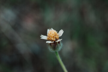 closeup top view and texture of little white flower with blur natural background in a garden. Fresh blooming plant in rural field. Soft focus.