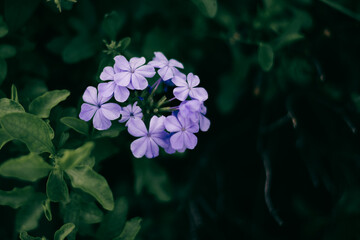 Lobelia is a genus of flowering in tropical to warm temperate regions.