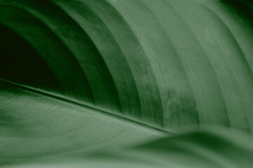 Tropical leaf close up. Ecological organic simple background Use as background and wallpapers.