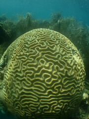 underwater coral reef scuba dive caribbean sea Venezuela   