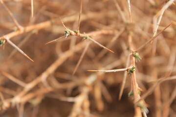 Fototapeta premium Caragana spinosa