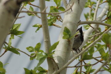 Sparrow