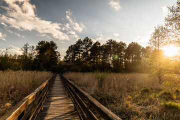 Fototapeta premium Landscape in the park. Sunrise on a cloudy day in the park