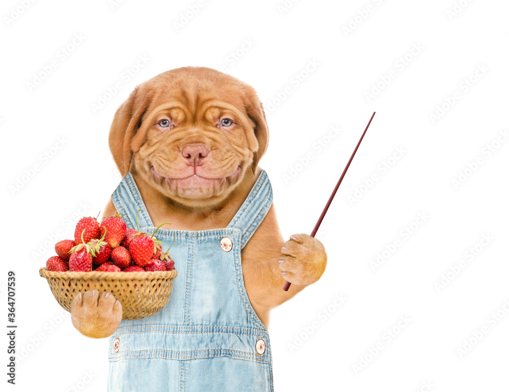 Aufkleber smiling puppy farmer wearing overalls holds basket of strawberries and points away on empty space. i
