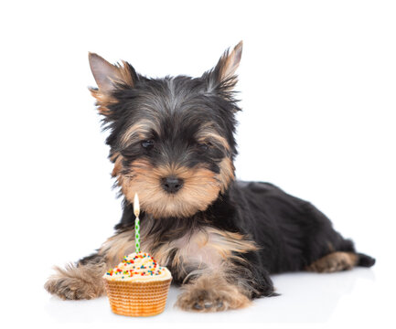 Yorkshire Terrier puppy lies with birthdays cupcake with burning candle. isolated on white background