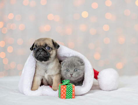 Tiny Pug puppy and kitten sit together inside a big santa's hat  with gift box on festive background