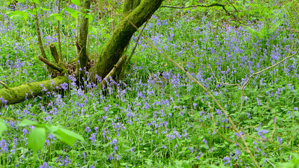 Beautiful wild Field of BlueBells (Hyacinthoides) in the forest.