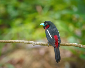 Black and red broadbill perching eye level on a tree branch with blurry background. Selective focus