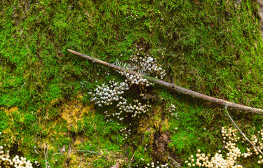Mushrooms and moss grow on a tree in the forest. Back to nature;