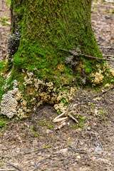 Mushrooms and moss grow on a tree in the forest. Back to nature; Vertical format