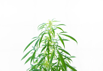 Hemp plant. Growing cannabis at home. Medical marihuana leaves isolated on white