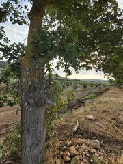 Vintage frame of trees at sunset. Beautiful sunset through branches. Lighting flare effect on twilight photo. Green leaves background.