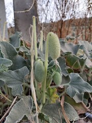 Ecballium elaterium, squirting cucumber or exploding cucumber plant. Leaves flowers and fruits....