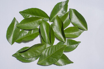 green leaves on white