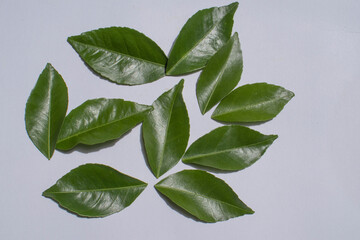 green leaves on white background