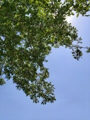 Very tall green tree in blue and cloudless sky full of ojas in sunny day. Nice green leaves. Archidona, Malaga, Spain.