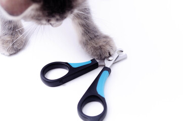 Cat claw scissors for cats with black and blue handle on a white background in macro. Cat paw touches the scissors. Cat sniffs scissors for claws.