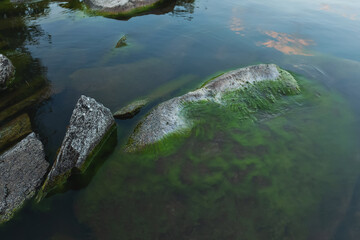 Algae covered rocks in water