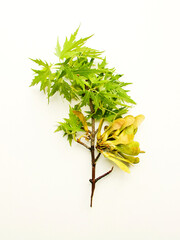 Fototapeta premium Maple tree branch