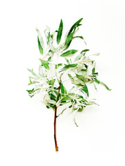 Silverberry tree branch