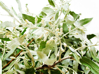 Silverberry tree branch