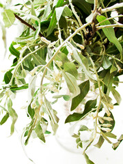 Fototapeta premium Silverberry tree branch