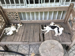 Four cute little cats resting on the old bench in the yard
