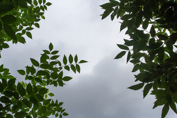 hojas con el cielo de fondo
