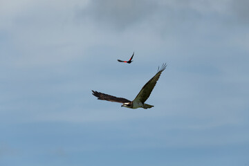 Bird. Western osprey and Red-winged blackbird. Birds of prey  are often chased by small birds.