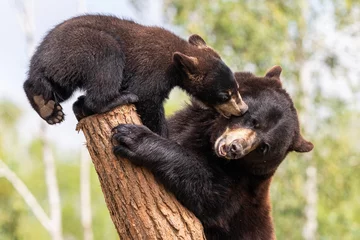 Schilderijen op glas Baby black bear playing in the tree © AB Photography