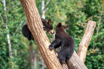 Baby black bear playing in the tree